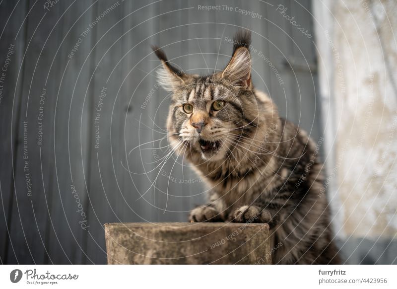Tabby Maine Coon Katze macht lustiges Gesicht Porträt Rassekatze Haustiere Langhaarige Katze maine coon katze fluffig Fell katzenhaft Quaste lang Ohrspitze