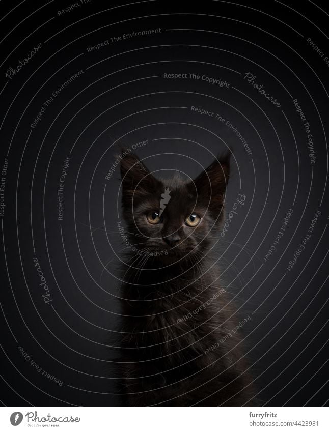 süße schwarze Maine Coon Kätzchen Porträt auf schwarzem Hintergrund Rassekatze Haustiere Katze Langhaarige Katze maine coon katze fluffig Fell katzenhaft Quaste