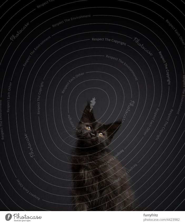 niedlichen schwarzen Kätzchen auf schwarzem Hintergrund neigen Kopf Porträt Rassekatze Haustiere Katze Langhaarige Katze maine coon katze fluffig Fell