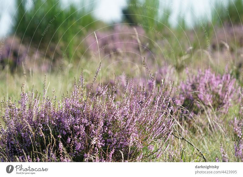 Heidekraut Gewächse in einer blühenden Heide, Calluna vulgaris im Licht der Sonne, Ericaceae Schwache Tiefenschärfe Textfreiraum rechts Menschenleer