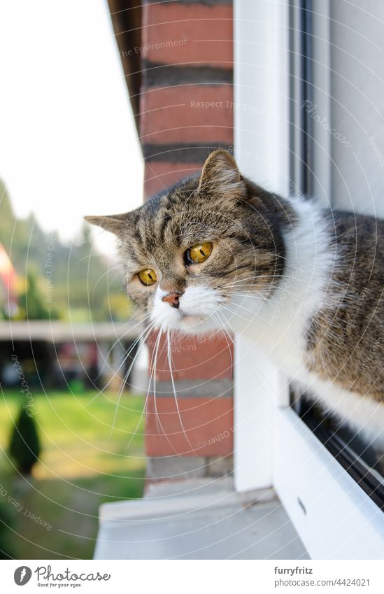 Katze schaut aus dem offenen Fenster Ein Tier im Freien im Innenbereich britische Kurzhaarkatze Tabby weiß Fell katzenhaft neugierig beobachtend Fensterbrett