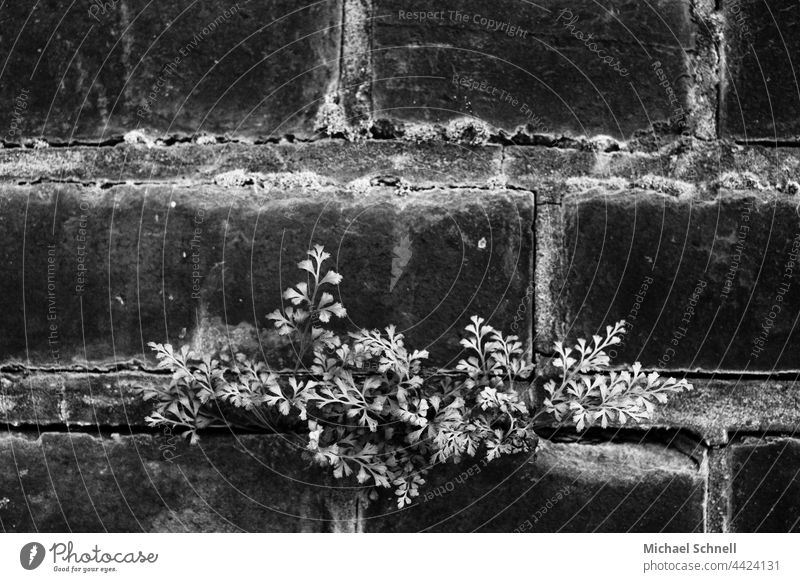 Mauerpflänzchen mauerblümchendasein Fuge Pflanze Mauerblümchen Stein Backstein grau alt