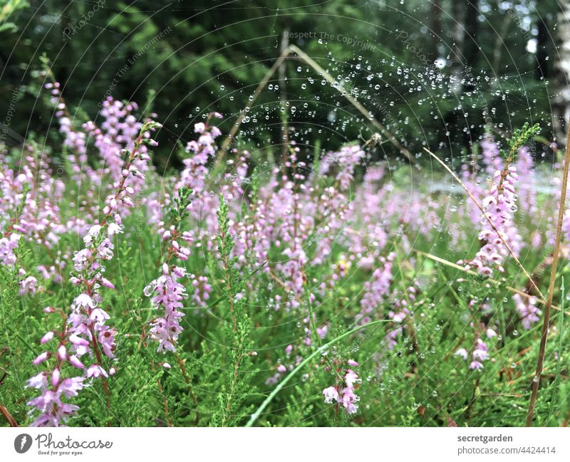 2021 Challenge Waldboden | gut vernetzt Heidepflanze Blüte Pflanzen Natur Spinnennetz Wassertropfen perlen Makroaufnahme nass Tau Nahaufnahme Tropfen feucht