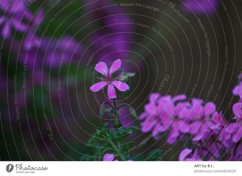 ich bin die schönste Blüte im ganzen blume blüte lila herausragend garten pink blütenblätter menschleer Pelargonium peltatum französische Hängegeranien hängend