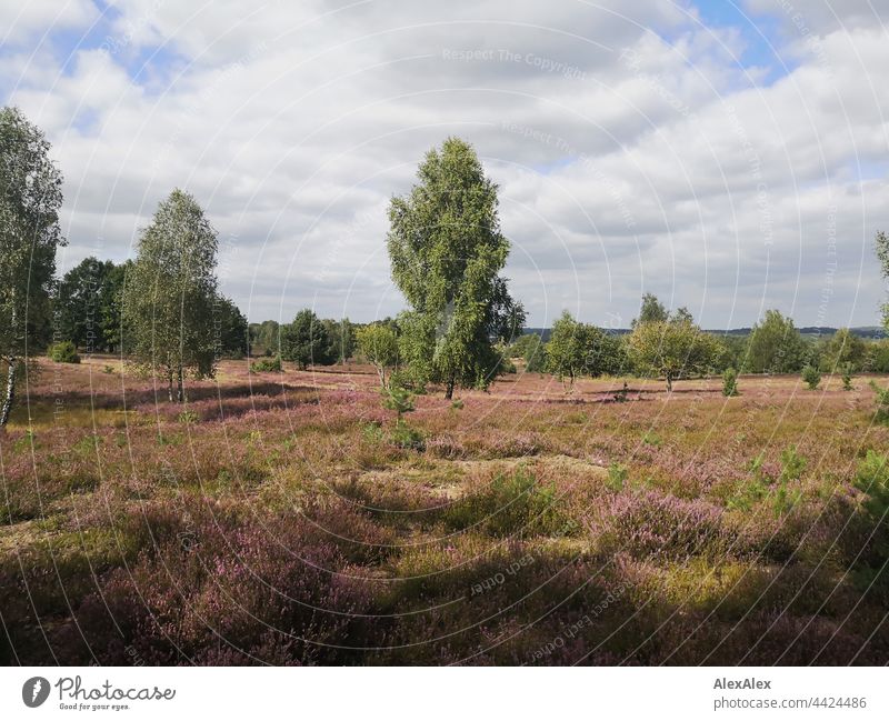Lüneburger Heide - Landschaftsbild mit Heidekraut, Birken und Sträuchern Sommer Spätsommer Bäume Pflanzen Kulturlandschaft Natur draussen Heidekrautgewächse