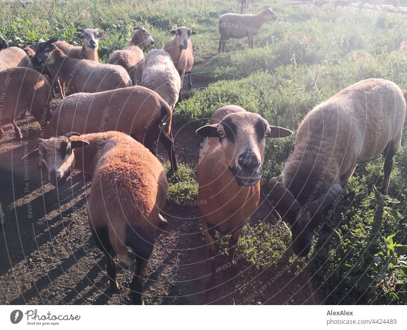 Eine kleine Herde brauner Schafe auf einer Wiese, die teilweise erwartungsvoll in die Kamera schauen Schafherde Koppel Gegenlicht Tiere Nutztiere Wolle gucken