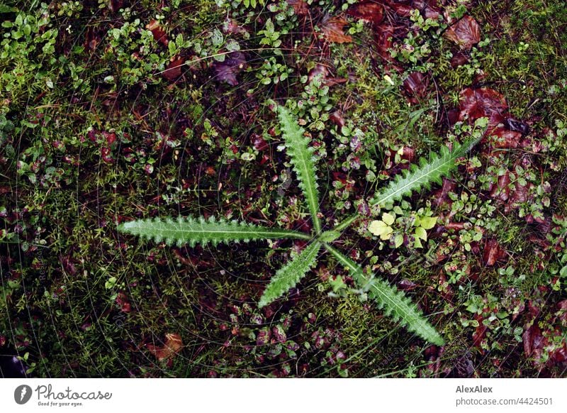 2021 Challenge Waldboden | Große, zackige Pflanze auf Waldboden, die durch ihre grüne Fabre und die Form hervorsticht pflanze groß Grün Natur Flora Moos laub
