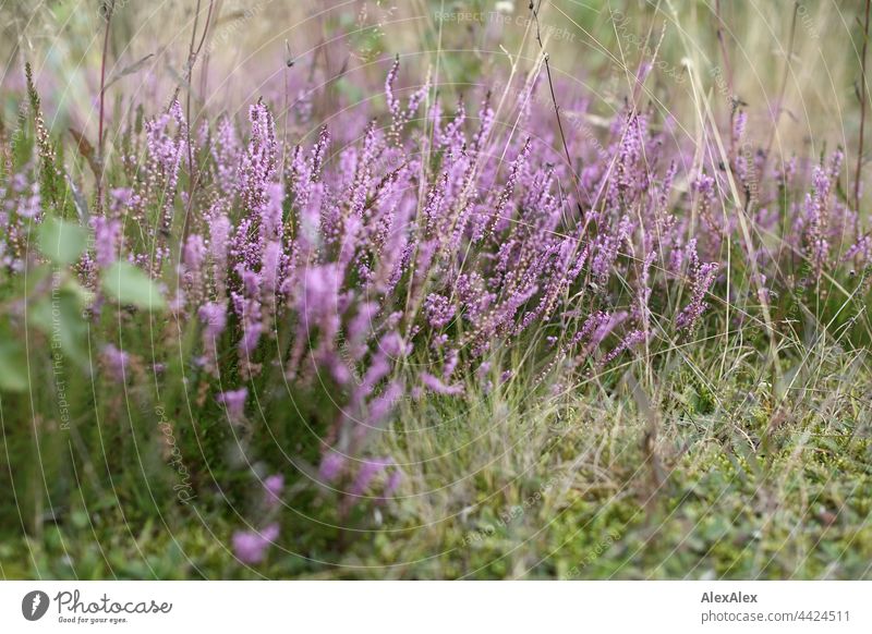 Lüneburger Heide - Nahaufnahme Heidekraut - lila, vor Gras Landschaftsbild Sommer Spätsommer Pflanzen Kulturlandschaft Natur draussen Heidekrautgewächse hell