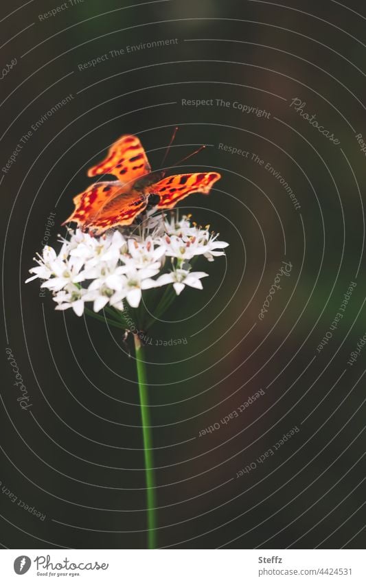 Schmetterling auf einem Schnittknoblauch Falter C-Falter Polygonia c-album Waldfalter Gartenbesucher Edelfalter Schmetterlingsflügel Allium tuberosum Knolau