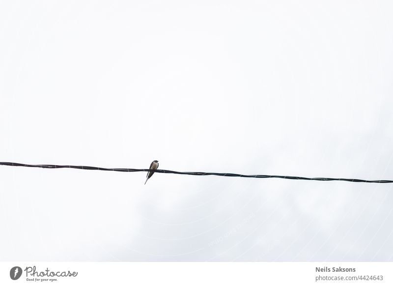 Schwalbe auf elektrischem Draht, hellgrauer bewölkter Himmel Hintergrund Tier Tiere Kunst mit Stacheln versehen Stacheldraht Standschwalbe schön Vogel Vögel