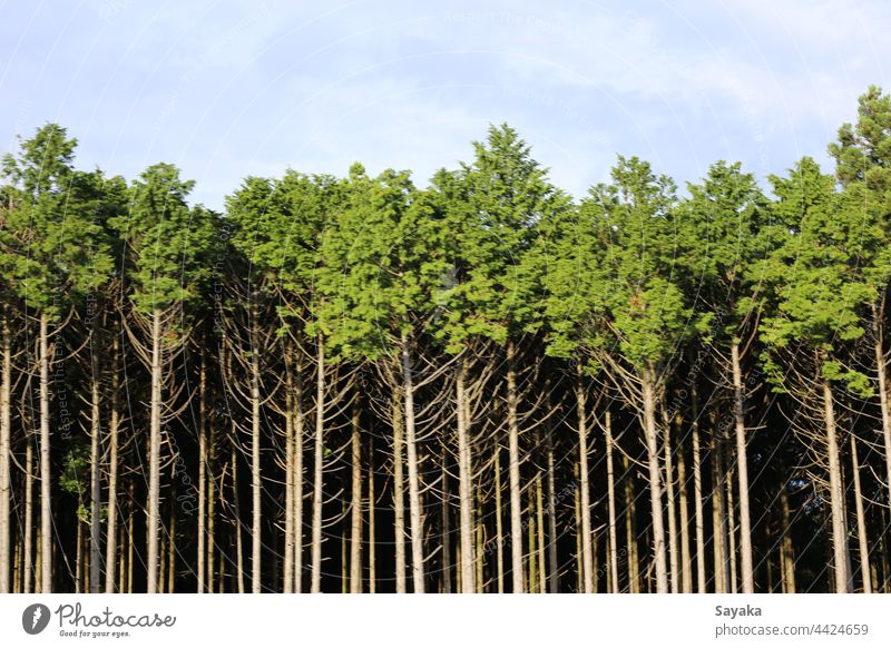 Bäume und blauer Himmel Baum Wald tinber Berge u. Gebirge Baumwald Natur grün Natur-Foto Landschaft Umwelt Baumstamm Klima Forstwirtschaft Nadelbaum Nadelwald