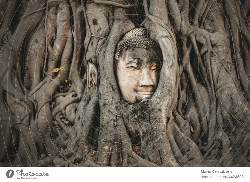 Der Kopf der Buddha-Statue wird von den Wurzeln des Banyan-Baums im Wat Mahathat im historischen Park von Ayutthaya, Thailand, verdeckt Buddha-Kopf