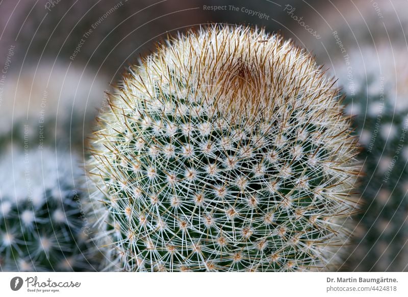 Kaktus: Mammillaria sp. aus Mexiko bedornt Pflanze Sukkulente wasserspeichernd klein bleibend Cactaceae