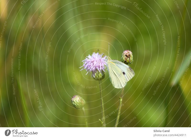 Weißer Schmetterling auf blühender Distel in Nahaufnahme mit unscharfem grünen Hintergrund Pflanze Insekt purpur Stachelige Kratzdistel schön weiß Natur Sommer