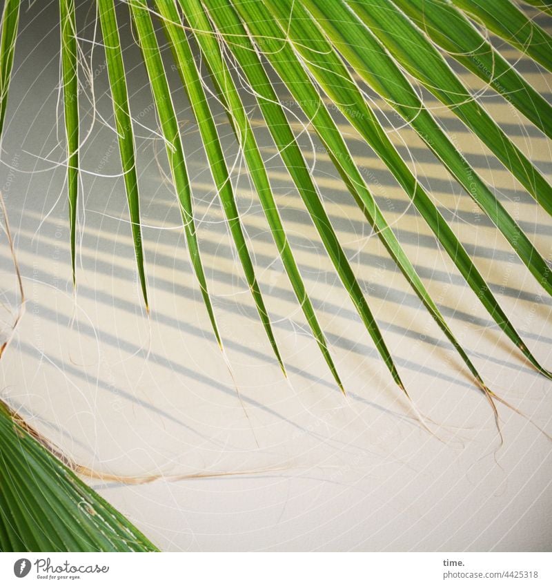 elegante Spießigkeit zimmerpflanze Mexikanische Fächerpalme Washingtonia Robusta palmblätter wand schatten sonnig blatt parallel grün