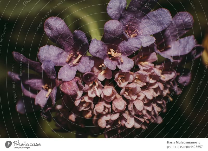 Makro lila Blume Nahaufnahme Hintergrund schön Schönheit Überstrahlung Blüte Botanik Ast Haufen abschließen Farbe Dekoration & Verzierung Detailaufnahme Flora