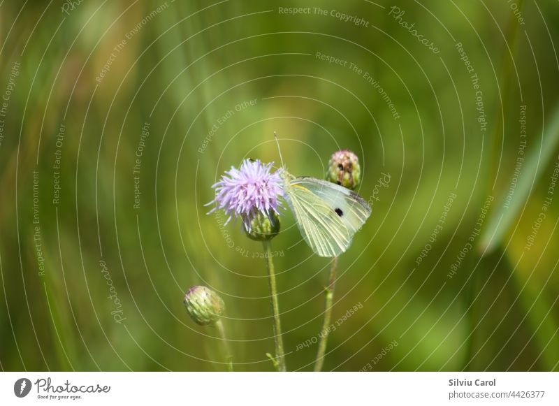Weißer Schmetterling auf blühender Ackerkratzdistel Nahaufnahme von Tierwelt gelb Schönheit Natur Insekt Gras grün Flügel Sommer Kohlgewächse Blume Makro schön