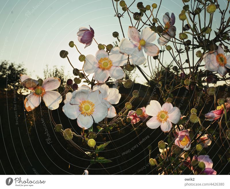 In voller Blüte Herbstanemone Anemonen Blütenblätter Blütenstempel Stengel aufstrebend harmonisch Blatt Gegenlicht strahlend Ausschnitt Detailaufnahme Idylle