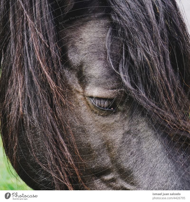 schwarzes Pferd Porträt in der Natur Tier wild Kopf Auge Ohren Behaarung niedlich Schönheit elegant wildes Leben Tierwelt ländlich Wiese Bauernhof Weidenutzung