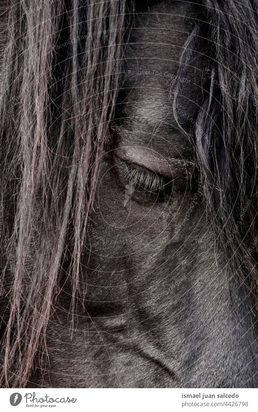 schwarzes Pferd Portrait, Pferdeauge Porträt Tier wild Kopf Auge Ohren Behaarung Natur niedlich Schönheit elegant wildes Leben Tierwelt ländlich Wiese Bauernhof