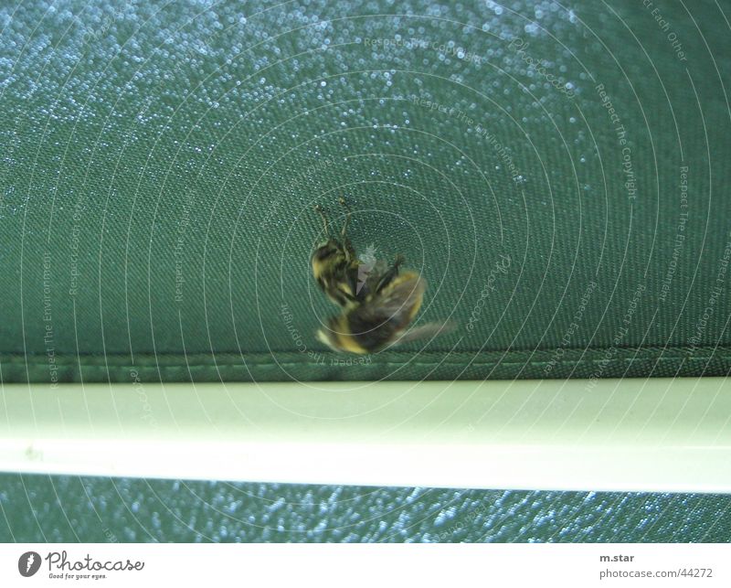 wir machen LIEBE ! Tier Biene Kuscheln Zärtlichkeiten Fortpflanzung Honig
