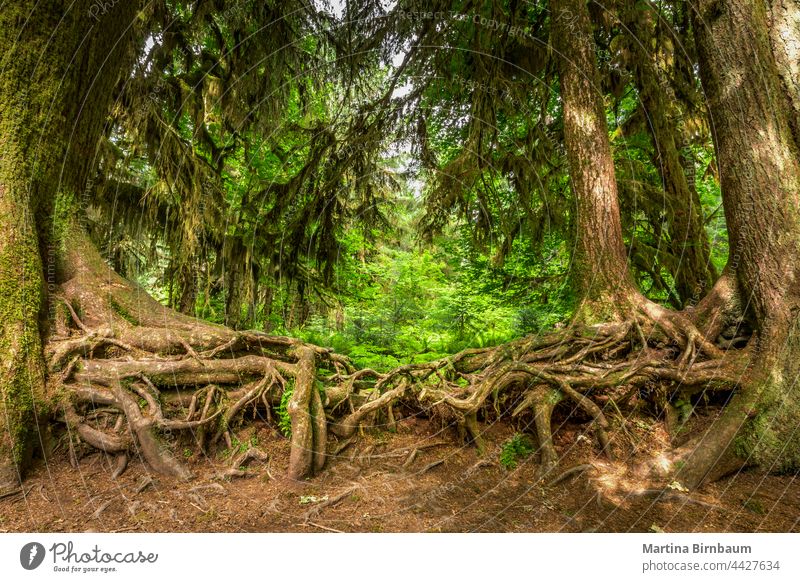 Verschlungene Wurzeln zweier alter Bäume im Hoh-Regenwald ineinander verschlungen Umwelt Wachstum Moose hoh Nordamerika Halle der Moose Saal Erneuerung