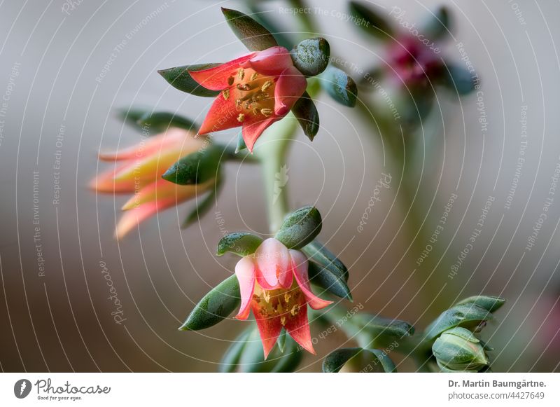 Blüten von Echeveria sp., Crassulaceae, aus Mexiko Pflanze Sukkulente wasserspeichernd Dickblattgewächse