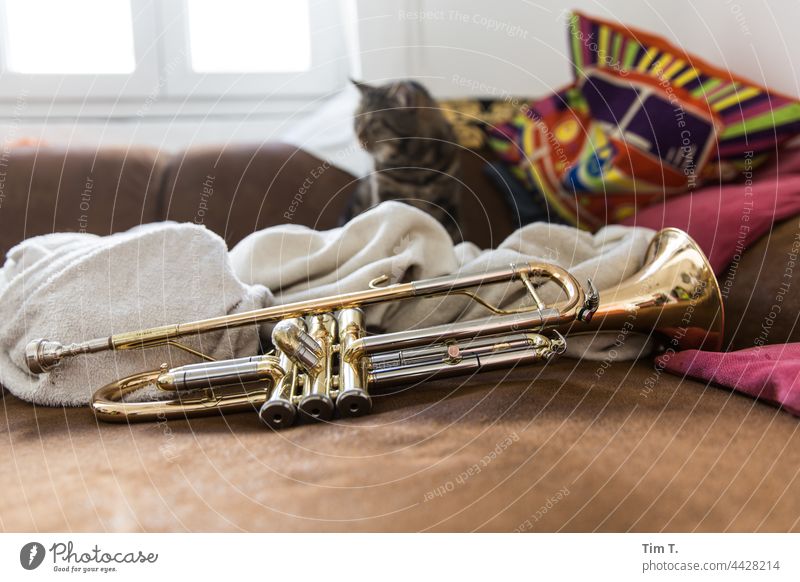eine Trompete und im Hintergrund ein Kater Katze Musik Musikinstrument Farbfoto Innenaufnahme Menschenleer Blechblasinstrumente Detailaufnahme zuhause Couch