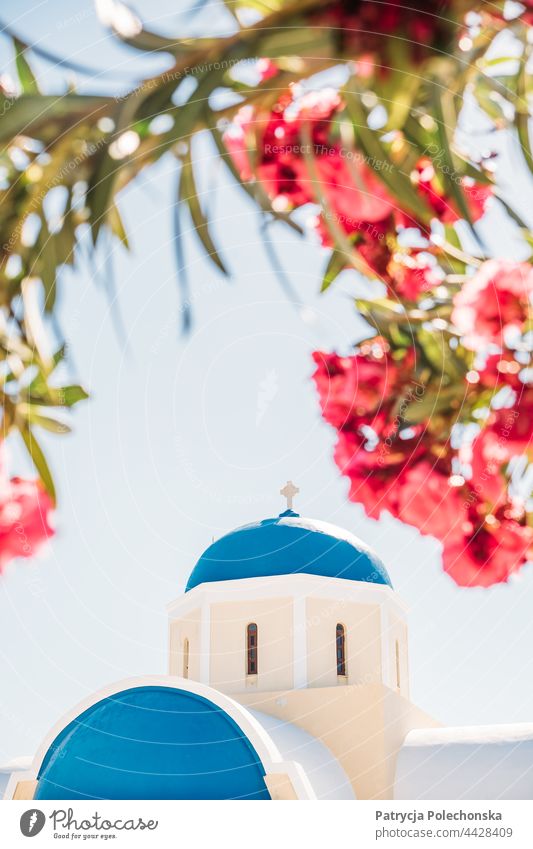 Blaue und weiße Kirche und rosa Blumen auf der Insel Santorin in Griechenland blau Architektur Religion Sommer
