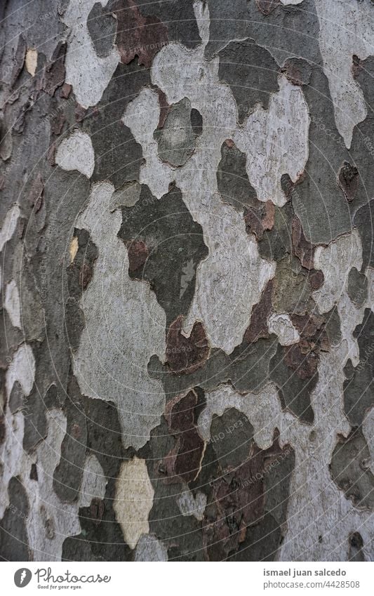Baumstamm strukturierter Hintergrund Kofferraum Holz hölzern Material Oberfläche Textur texturiert Muster abstrakt Natur im Freien Tarnung Tarnfarbe