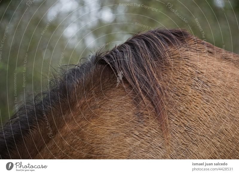 braunes Rosshaar Pferd Porträt Tier wild Kopf Auge Ohren Behaarung Natur niedlich Schönheit elegant wildes Leben Tierwelt ländlich Wiese Bauernhof Weidenutzung
