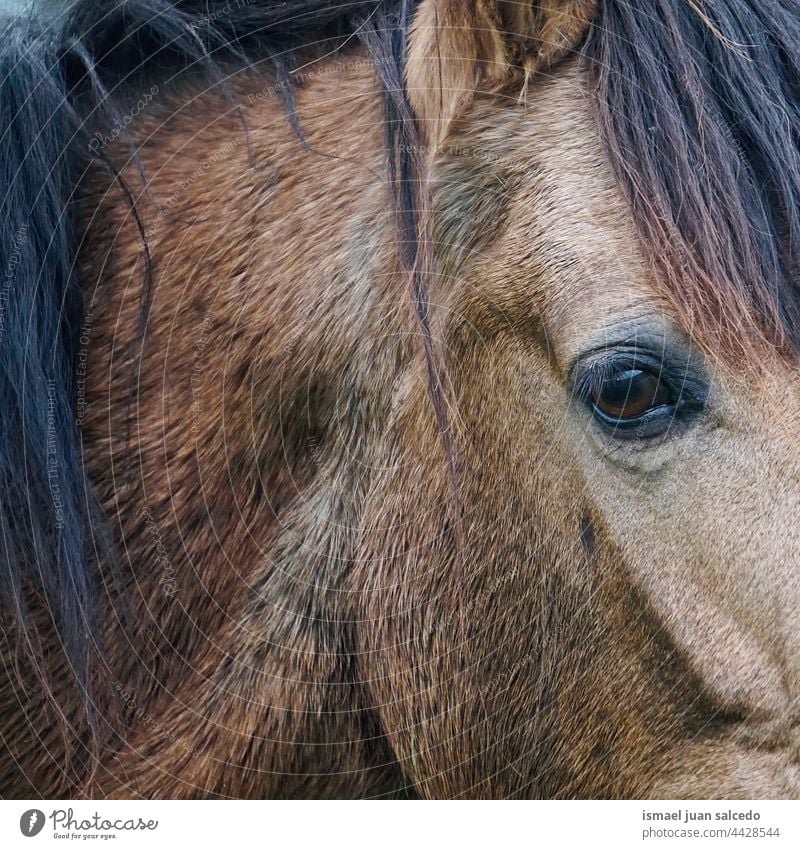 braunes Pferd Augenporträt Porträt Tier wild Kopf Ohren Behaarung Natur niedlich Schönheit elegant wildes Leben Tierwelt ländlich Wiese Bauernhof Weidenutzung