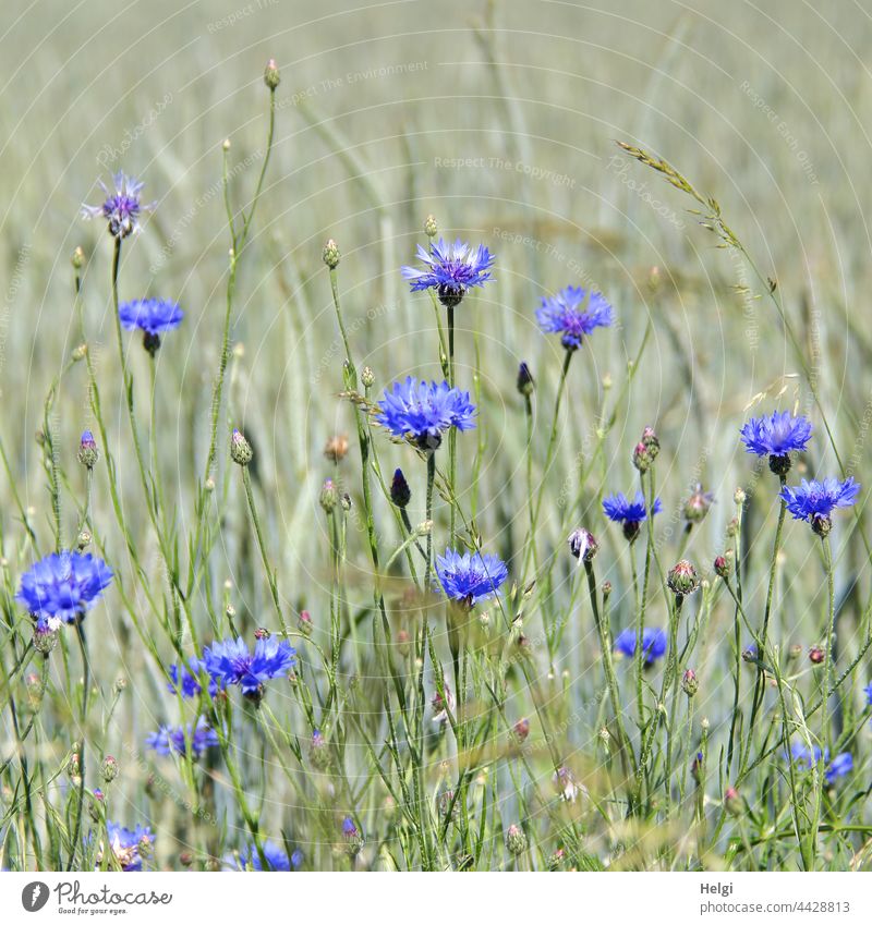 blühende Kornblumen am Rande eines Kornfeldes Blume Blüte Sommer wachsen Landwirtschaft Ackerbau blau grün Knospe Außenaufnahme Feldrand natürlich Menschenleer