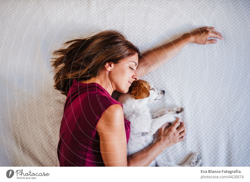 Ansicht von oben von jungen kaukasischen Frau zu Hause ruht auf dem Bett mit niedlichen Jack Russell Hund. Haustiere, Liebe und Entspannung jack russell