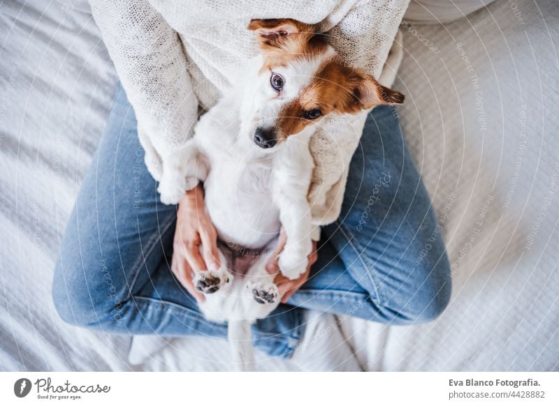 Nahaufnahme von kaukasischen Frau zu Hause hält niedlichen Jack Russell Hund wie ein Baby. Haustiere, Liebe und Entspannung im Haus Beteiligung jack russell