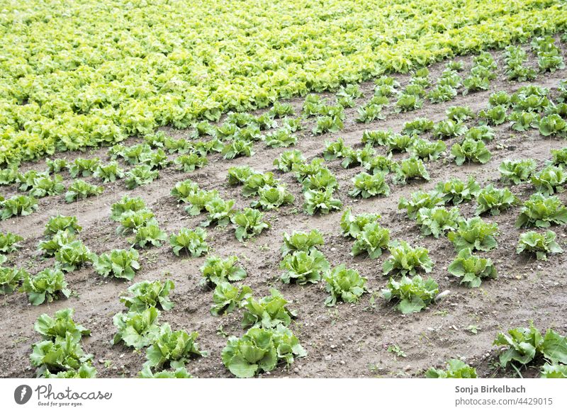 Salat, Salat und noch mehr Salat - Kopfsalareihen auf einem Acker, Gemüseanbau Landwirtschaft Lebensmittel Ernährung Vegetarische Ernährung Gesundheit