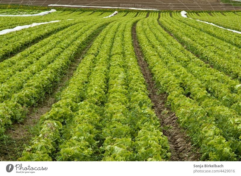 Salat, Salat und noch mehr Salat Feld Acker Ackerbau Agrar Agrarwirtschaft Landwirtschaft Gemüseanbau Nutzpflanze Ernte Lebensmittel Außenaufnahme Sommer Natur