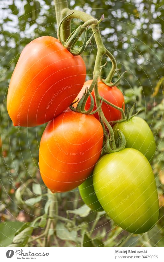 Nahaufnahme von Bio-Tomaten, selektiver Fokus. organisch Bauernhof Pflanze Gemüse grün rot Frucht Gewächshaus Natur Lebensmittel wachsen Gartenarbeit Ackerbau