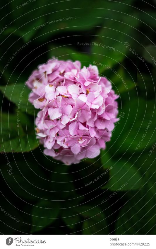 Eine rosa Hortensie am Strauch Blüte Blume Nahaufnahme Farbfoto Pflanze Natur Hortensienblüte Blühend Detailaufnahme Außenaufnahme Garten Schwache Tiefenschärfe