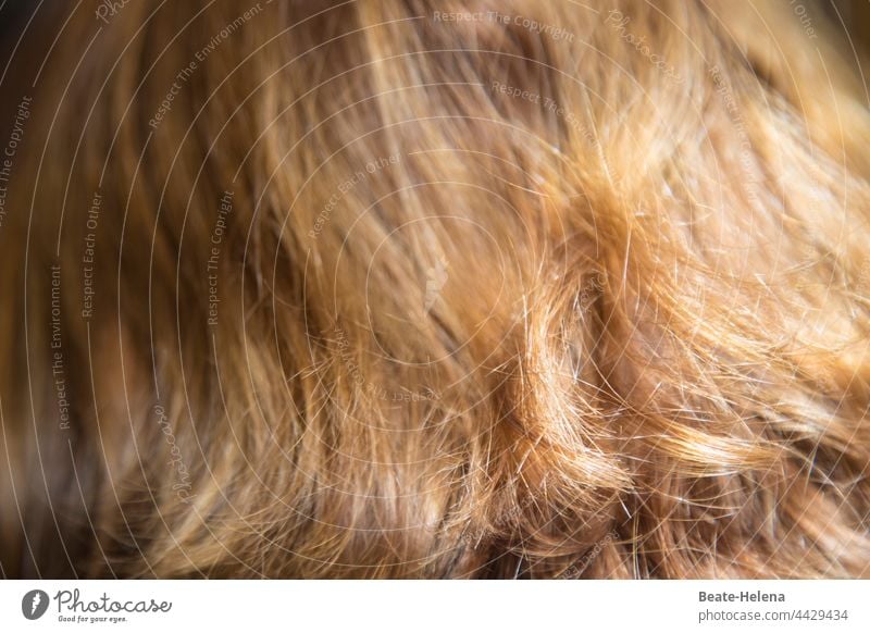 Haarige Angelegenheit Haare & Frisuren Kopf Frau haarige Angelegenheit sprichwörtlich schön Glanz Farbe Schmuck Kopfschmuck