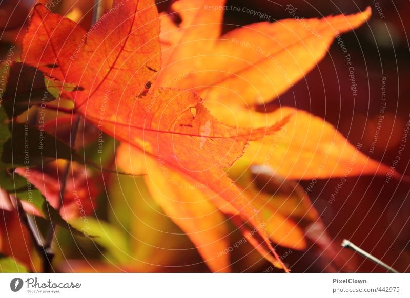 Herbstimpressionen Natur Tier Pflanze Baum Blatt Garten Park Wald Wege & Pfade träumen mehrfarbig gelb orange rot Romantik Farbe Farbfoto Makroaufnahme