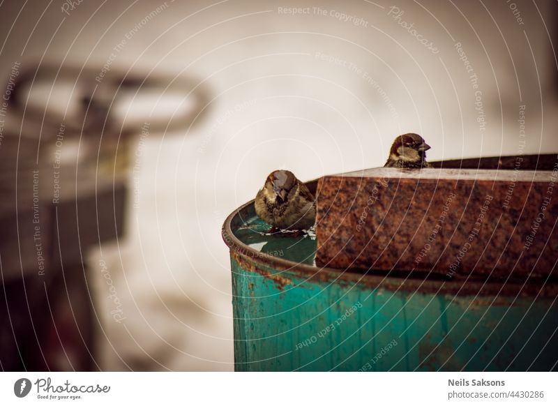 zwei Spatzen in der Steinwerkstatt Granit Winter Lauf Vogel Blick vorsichtig cautios trinken schmelzender Schnee Natur Industrie Tier Flugtier Porträt 2