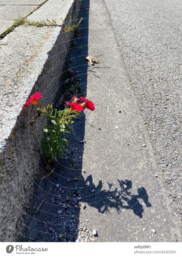 Straßenblümchen Petunie Nachtschattengewächse rot Schatten blühen Blüten Petunienblüten Gosse Randstein Rinnstein Bürgersteig grau Stadt Gehweg Überlebenswille