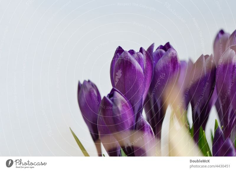 Lila Krokusse vor weißem Hintergrund violett Hintergrundbild Blume frühlingsbote Garten Makroaufnahme Frühling Pflanze Frühlingsgefühle Natur Wachstum krokus