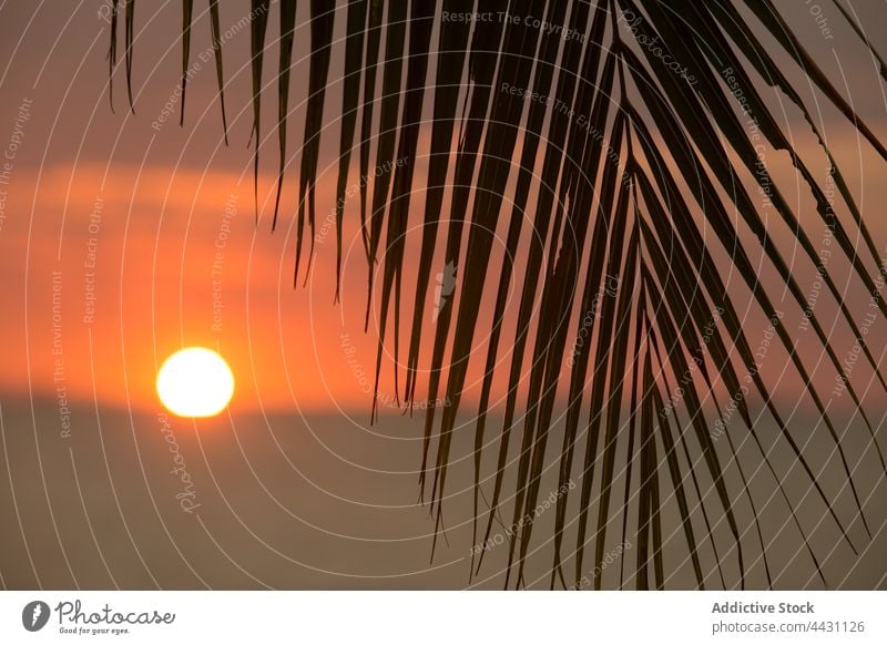 Palmenzweig gegen untergehende Sonne am Horizont Handfläche Ast Sonnenuntergang exotisch Pflanze orange Umwelt tropisch Natur Wachstum Blatt Baum Botanik