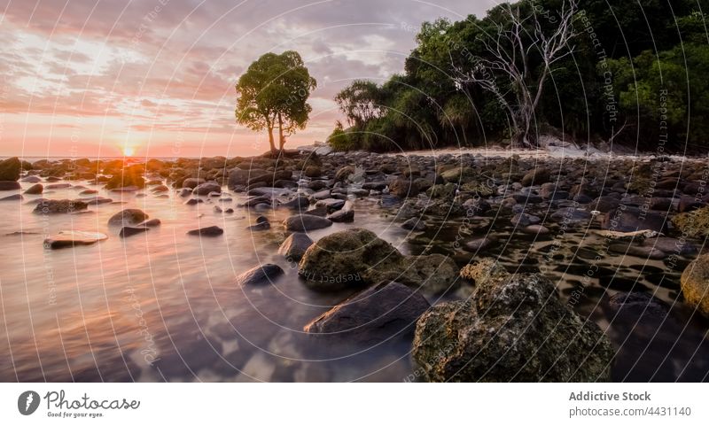 Nasse Steine an der Küste des klaren Meeres MEER nass Ufer Sonnenuntergang übersichtlich tropisch exotisch Umwelt Meeresufer Natur felsig Seeküste Wasser Baum