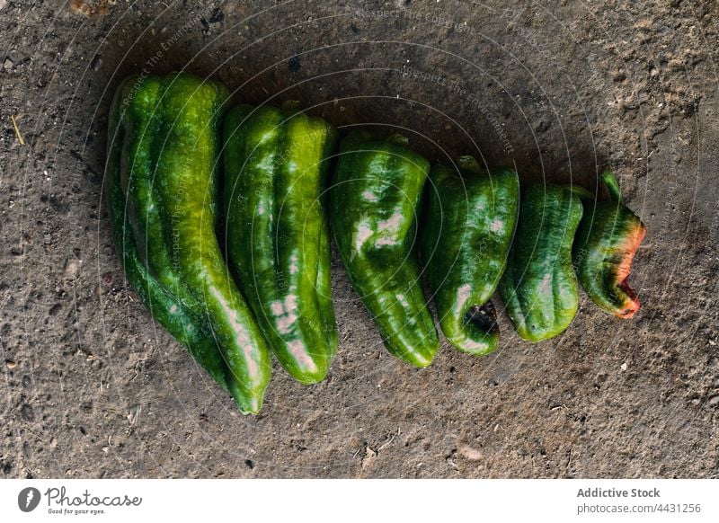 Nahaufnahme eines Stapels grüner Paprika auf dem Boden grüne Paprikaschoten Land Natur Ernte Ackerbau Pflanze ländlich Feld Wachstum Gemüse organisch