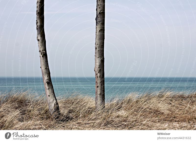 Zwei Bäume am Strand im langjährigen Dialog; die beiden sind sich wohl nicht einig Küste Ostsee zwei Stämme Gras Meer Wasser Aussicht zu zweit minimalistisch