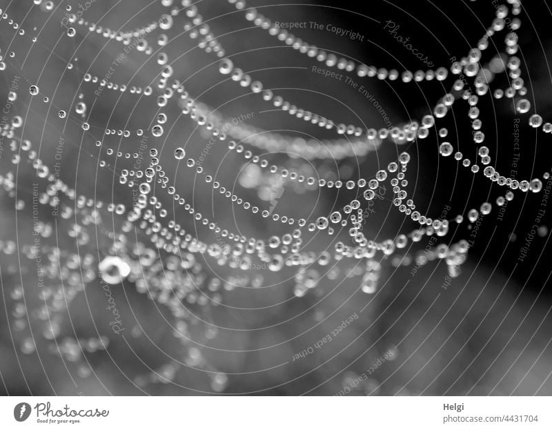 Tauperlen - Spinnennetz mit Tautropfen Tropfen Perlen Nahaufnahme Makroaufnahme Morgen morgens nass Herbst Natur Detailaufnahme Außenaufnahme Netz Menschenleer