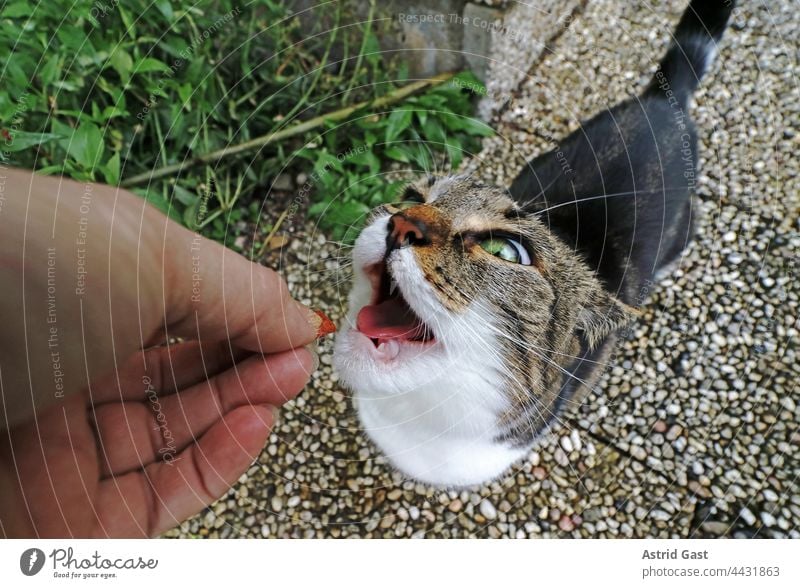 Lustiges Katzenfoto von einer kleinen Katze die mit offenem Mund auf das hingehaltene Futter wartet katze füttern offener mund lustig witzig fütterung leckerli